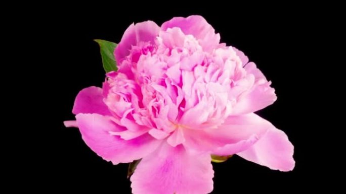 打开美丽的粉红色牡丹花的时光流逝