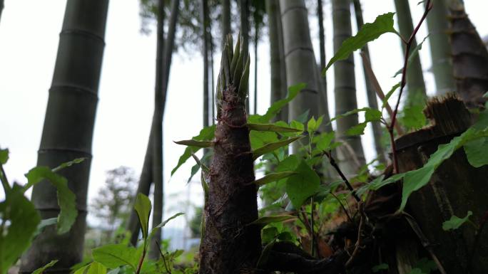 雨后春笋  露珠滑落唯美慢镜头意境