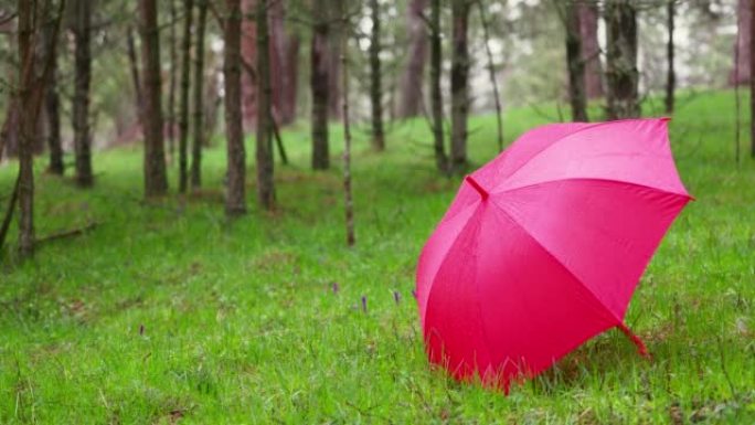 森林里雨天的红伞。森林里的雨。