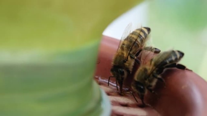蜜蜂喝水。水对蜂群发展的重要性。蜜蜂饮酒者。昆虫饮料碗。蜜蜂飞行和喝水。м