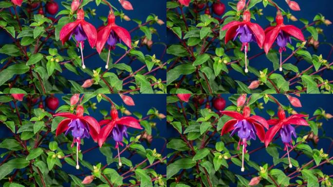 盛开的紫红色时间流逝。美丽的紫红色发花在深蓝色背景上，绿叶移动。开花时移动雄蕊和雌蕊