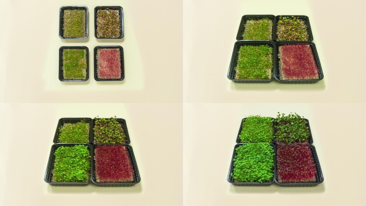 四个可种植的微绿蔬菜容器。从种子到即食芽的生长过程。健康饮食、健康食品、素食主义和素食主义的概念。