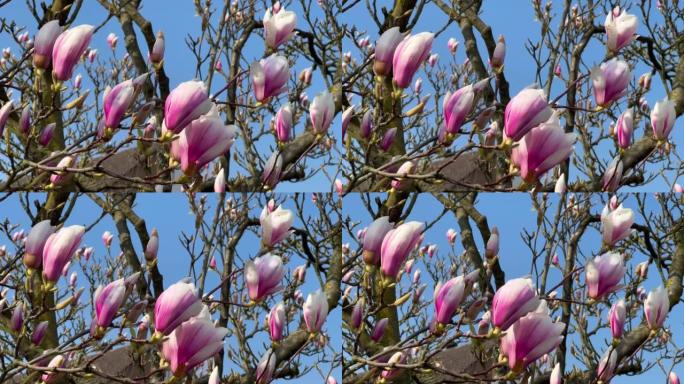 春天在蓝天下盛开的玉兰树，粉红色的花朵。花卉背景。植物园概念。温柔的花朵。香气和芬芳。春季。植物学和