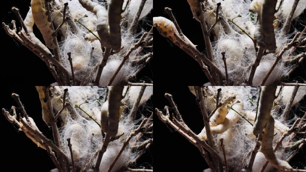 将成熟的蚕茧放在树枝上，重点放在带背光的蚕丝，4k延时镜头，中国农业和动物概念上。