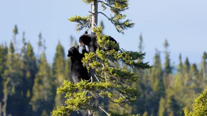 小黑熊在加拿大魁北克塔图萨克的一棵树上玩耍