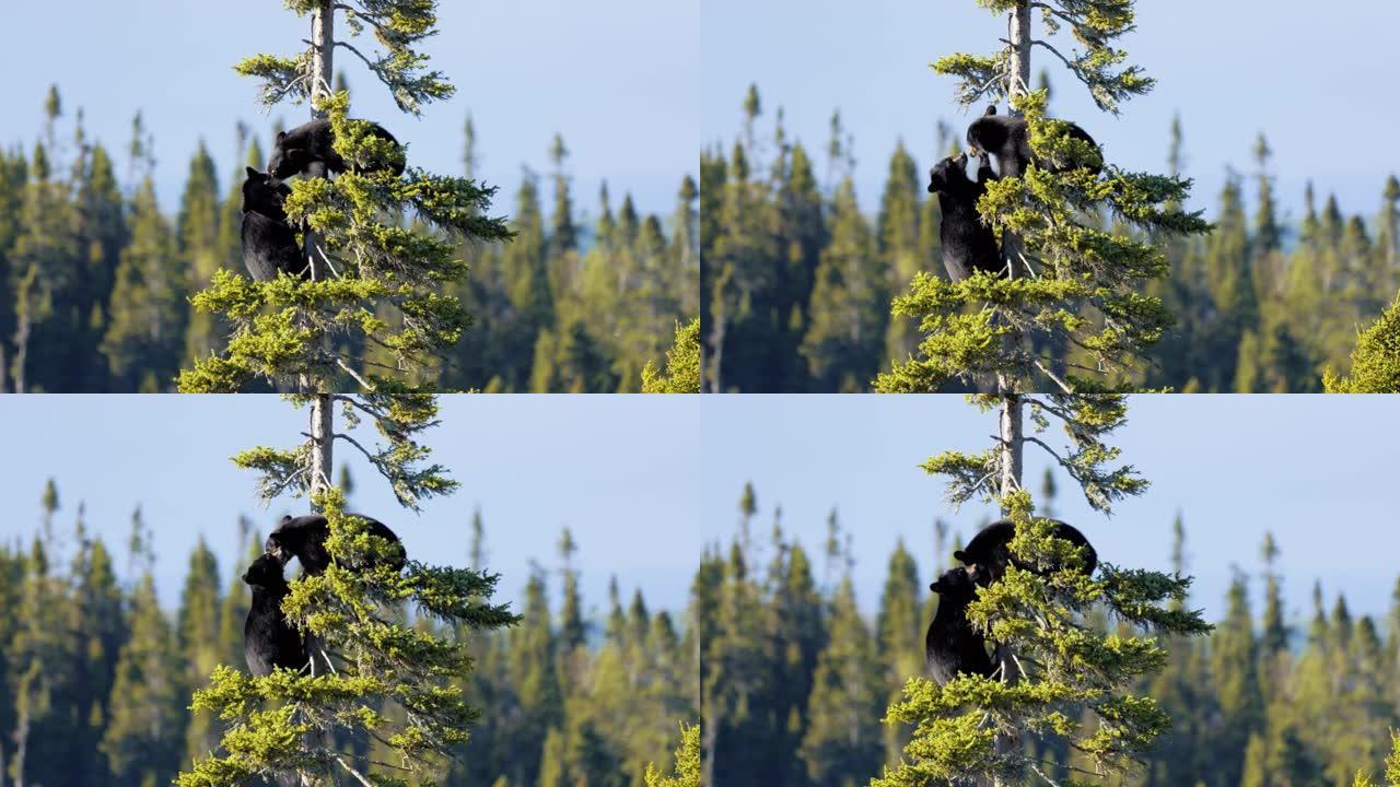 小黑熊在加拿大魁北克塔图萨克的一棵树上玩耍