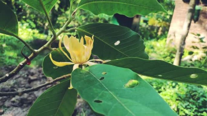 近距离的玉兰champaca花在树上。印度