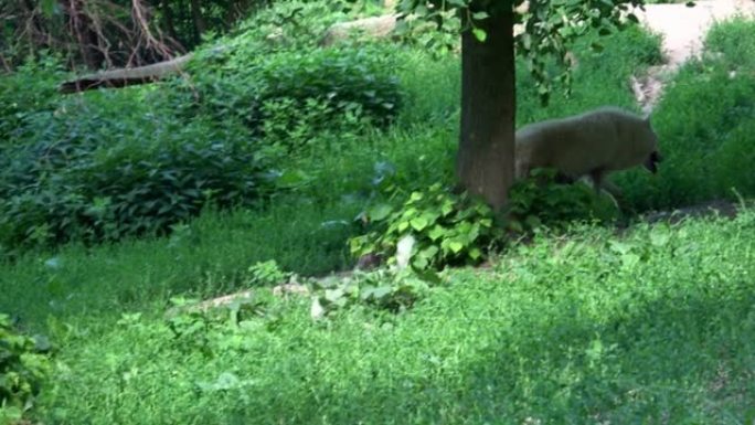 北极狼与幼崽 (Canis lupus arctos)，也被称为白狼或极地狼