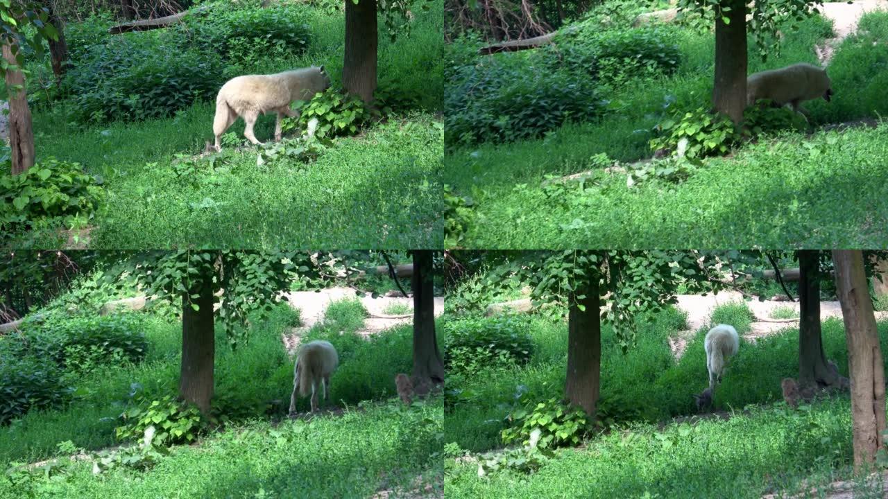 北极狼与幼崽 (Canis lupus arctos)，也被称为白狼或极地狼