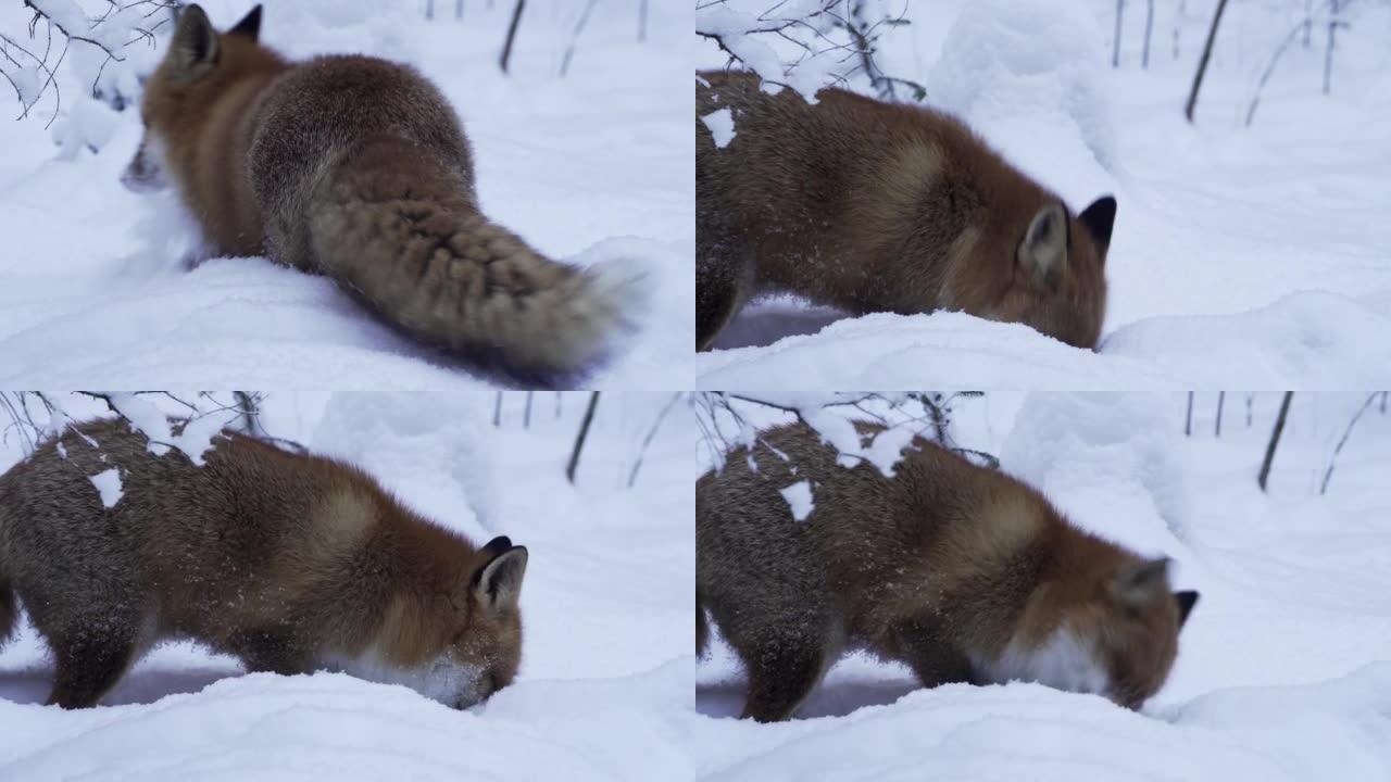 红狐狸跳进雪地，抓住老鼠。