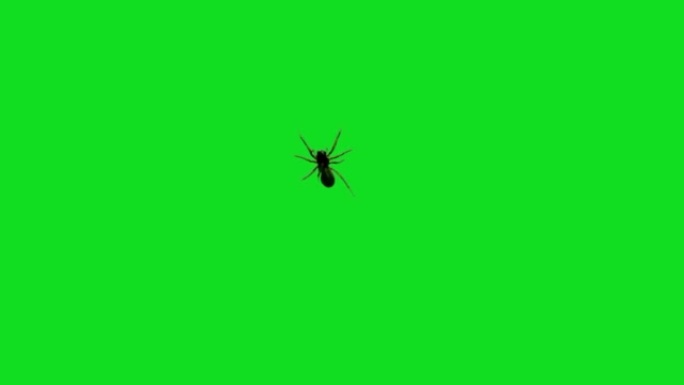 蜘蛛在绿色屏幕上行走