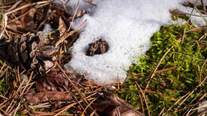 苔藓和枞树针上的松林积雪融化的特写镜头