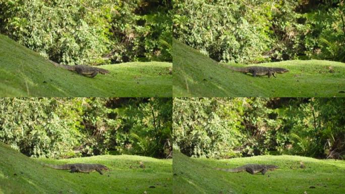 亚洲水监测蜥蜴varanus salvator在公园的绿色草坪上行走。野生大自然中的大型野生动物捕食