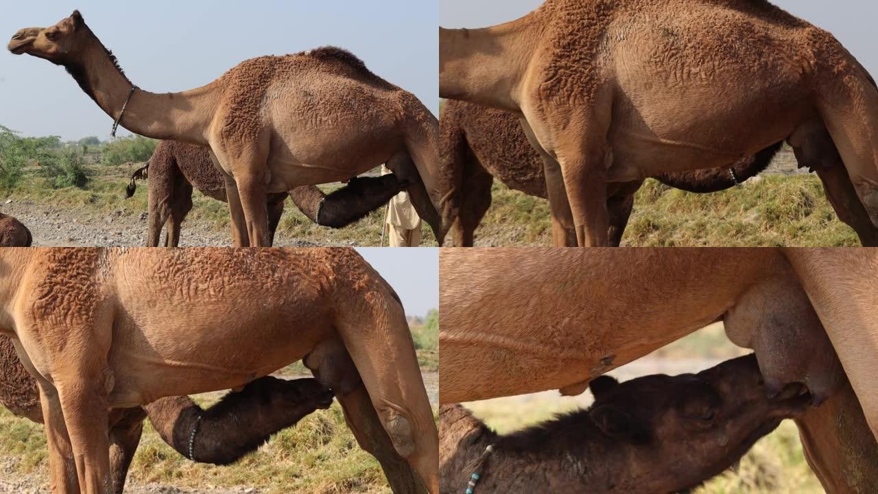 骆驼小牛