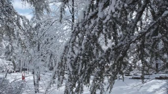 在下雪天被冻住的树枝