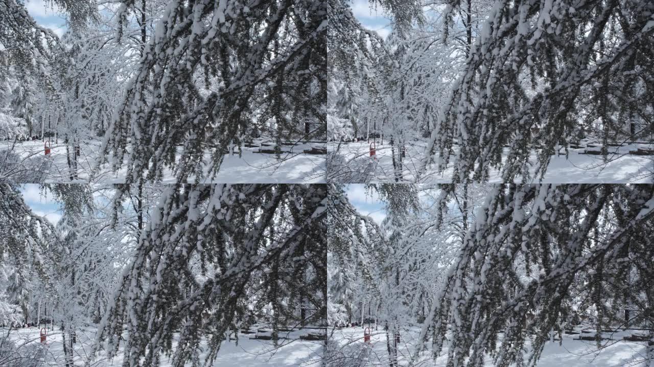 在下雪天被冻住的树枝
