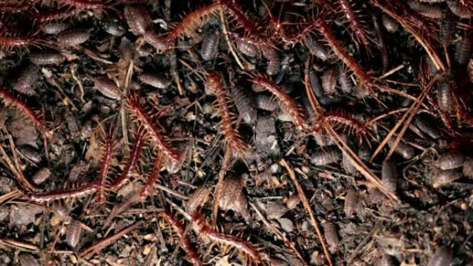 蜈蚣和小木屋四处爬行