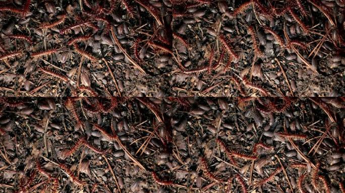 蜈蚣和小木屋四处爬行