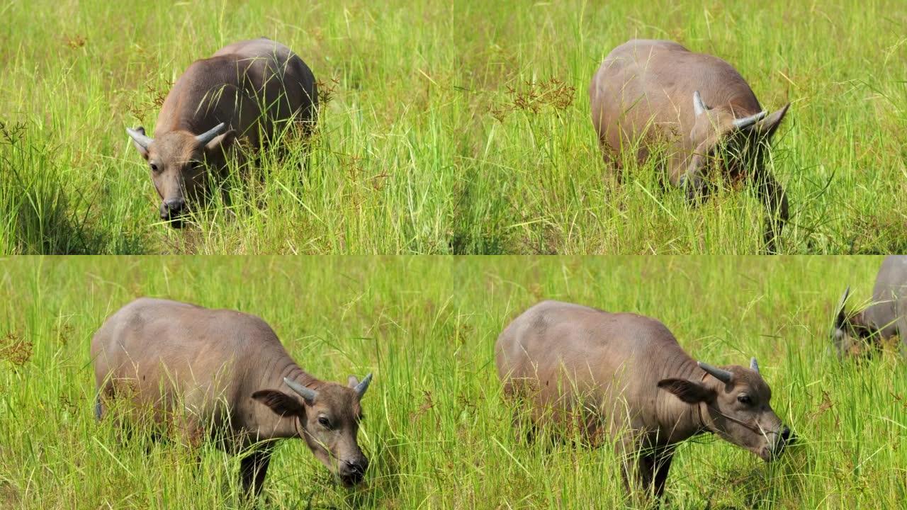泰国白化水牛在田间吃草