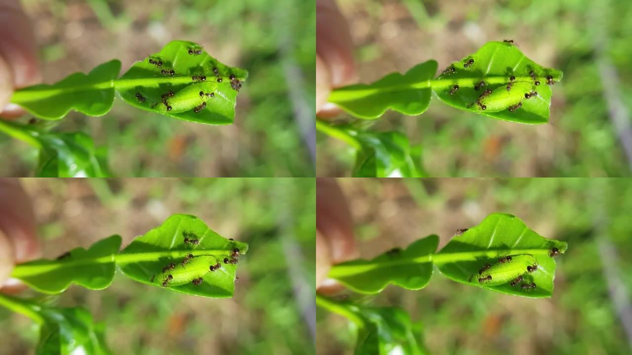 灰蝶幼虫伤害柑橘叶片及其敌人。