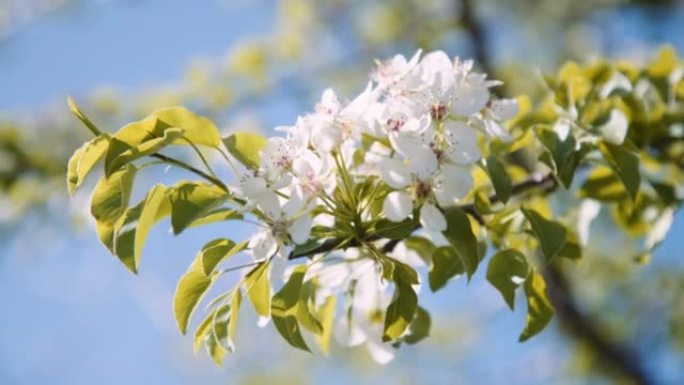 果园里盛开的樱桃树。特写。