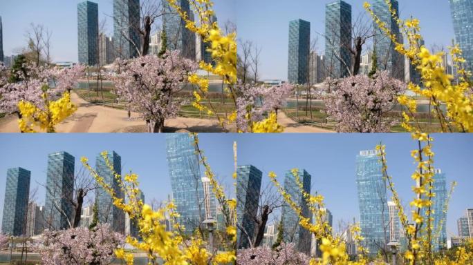 韩国仁川松岛中央公园之春