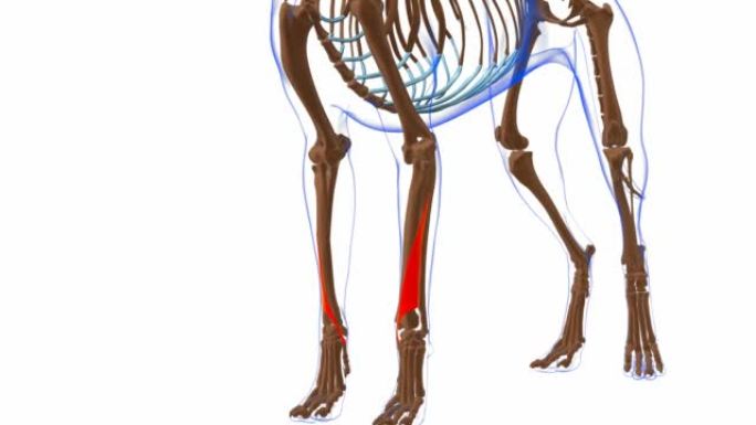 外展肌长肌狗肌肉解剖医学概念3D