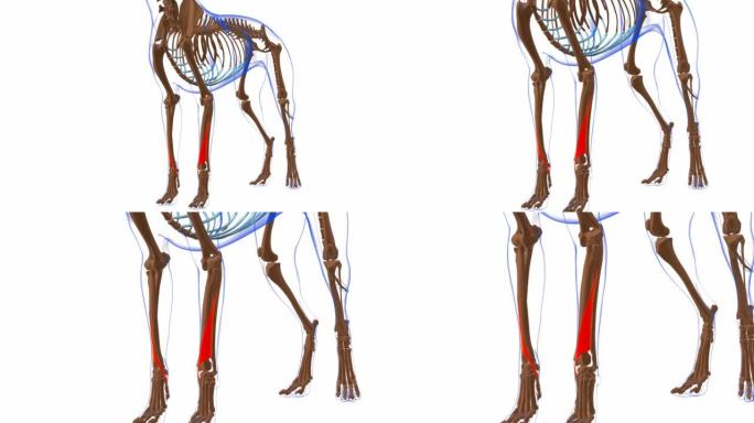 外展肌长肌狗肌肉解剖医学概念3D