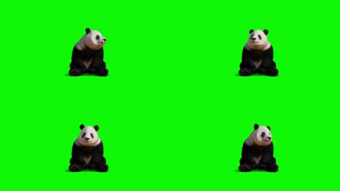 熊猫在绿色屏幕上四处张望