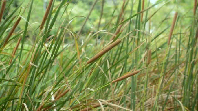 狭叶香蒲生长在池塘里，夏天随风摇曳。