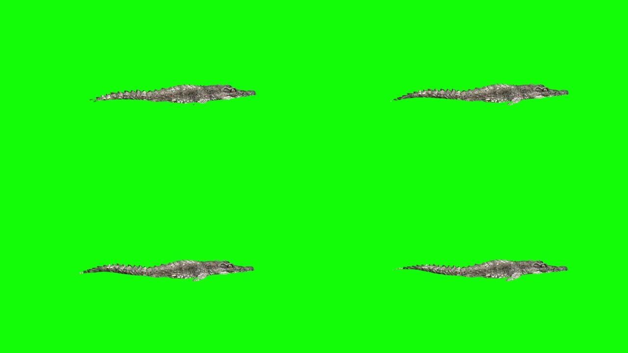 鳄鱼在绿屏上游泳