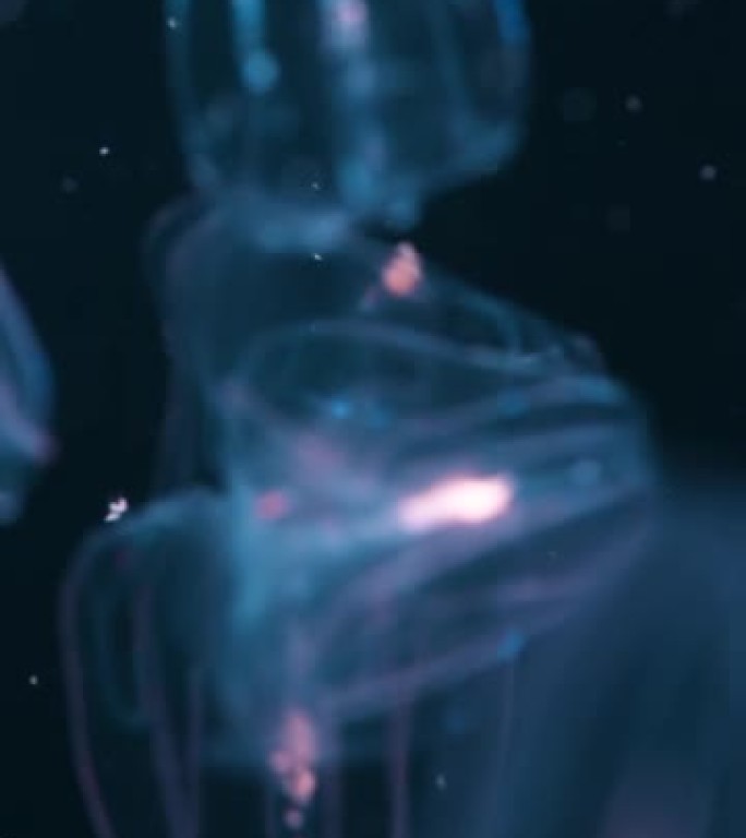 奇妙而美丽的水母视频