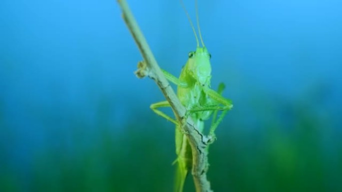 大绿蚱hopper的特写肖像坐在蓝天背景的树枝上。Great green bush-cricket 