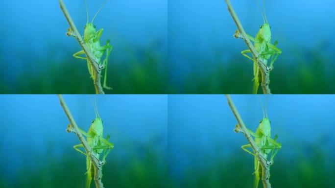 大绿蚱hopper的特写肖像坐在蓝天背景的树枝上。Great green bush-cricket 