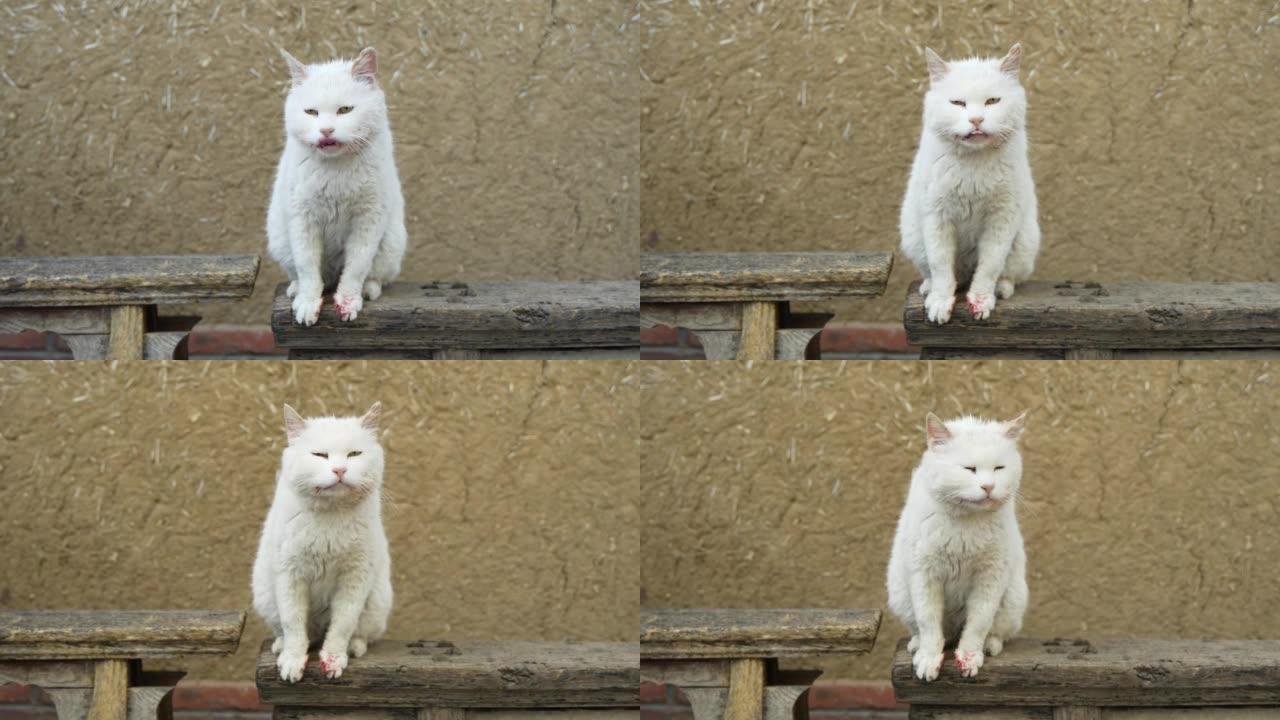白猫与受伤的爪子和流血打架