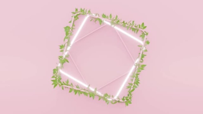 粉色背景循环视频-霓虹灯库存视频中的轻常春藤叶