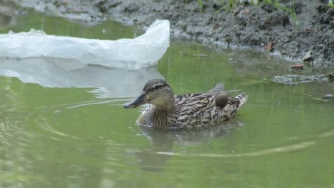 野鸭或绿头鸭在一个小池塘的脏水里。鸭嘴兽