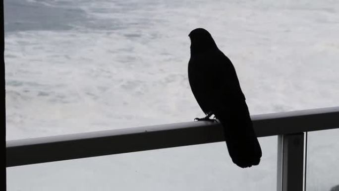 铁路上的黑鸟看着海洋