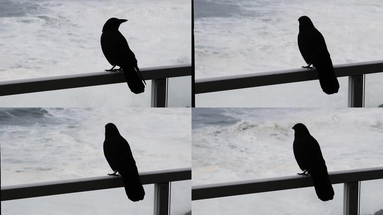 铁路上的黑鸟看着海洋