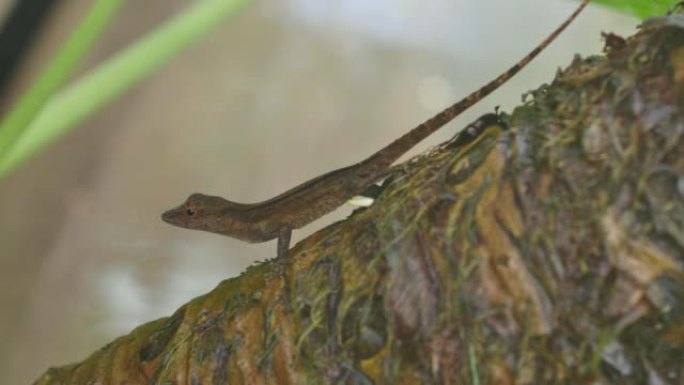 热带蜥蜴，波多黎各