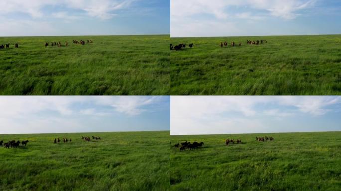 野马奔跑，野马在美丽的绿草上奔跑，蹄下的灰尘。马群，野马在草原上奔跑。4K 10位彩色视频