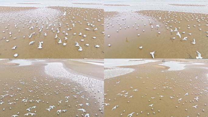 海边白鸽升格