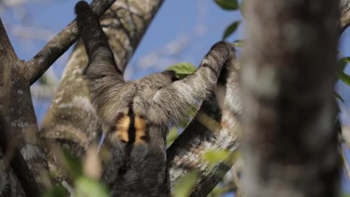 巴拿马棕喉树懒大自然生态野生