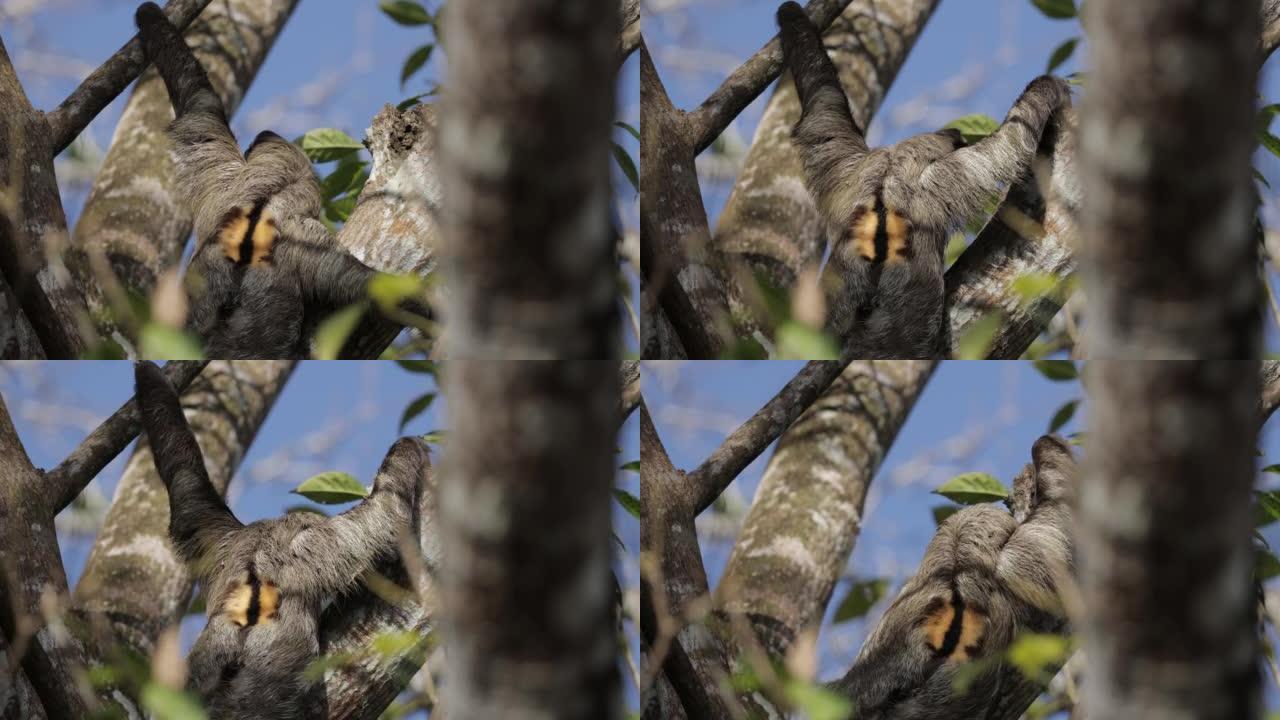 巴拿马棕喉树懒大自然生态野生