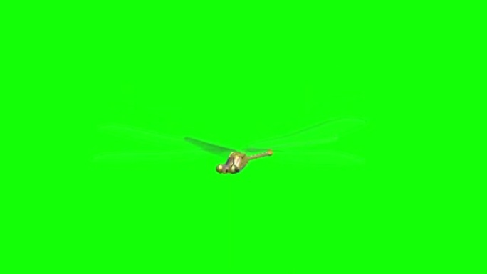 绿屏上的蜻蜓飞翔