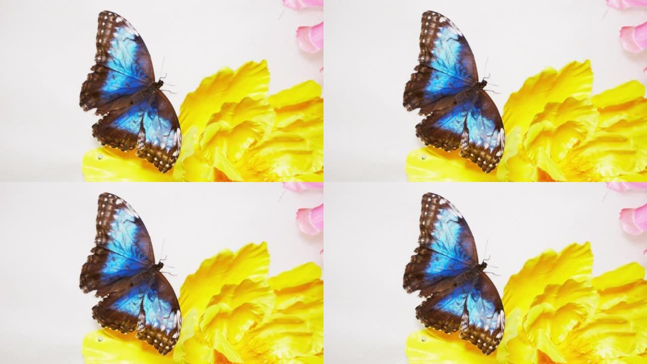 令人惊叹的热带蝴蝶扇动翅膀。循环视频。无限