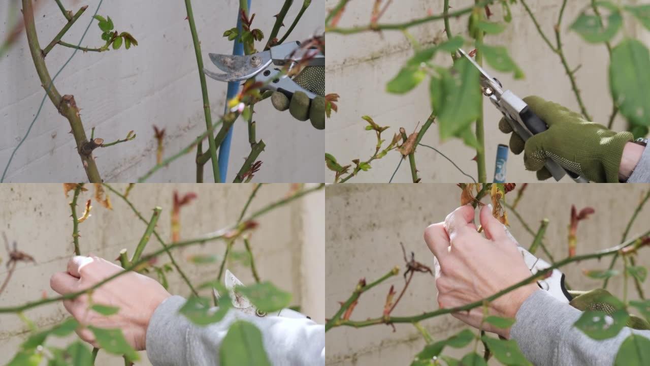 用手套和花园剪刀切割和修剪玫瑰植物的干树枝
