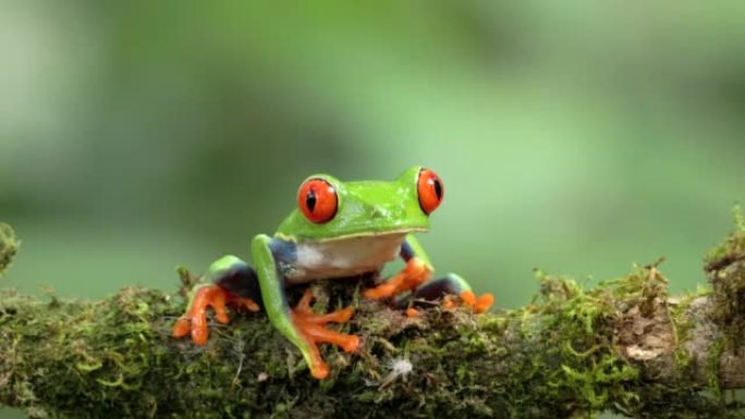 坐在树枝上的红眼树蛙的近前视图