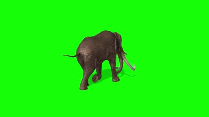 大象在绿色屏幕上奔跑