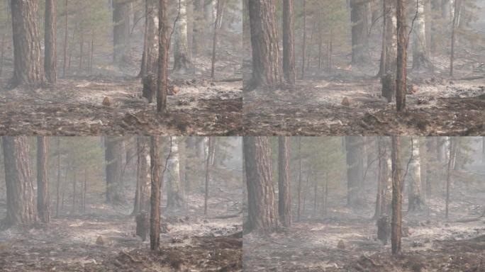 the effects of a forest fire, smoke from smolderin